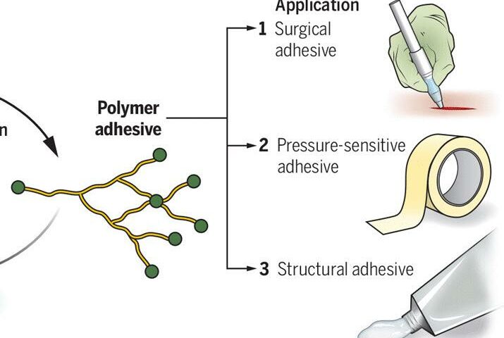 內外連黏的可持續聚合物|科學