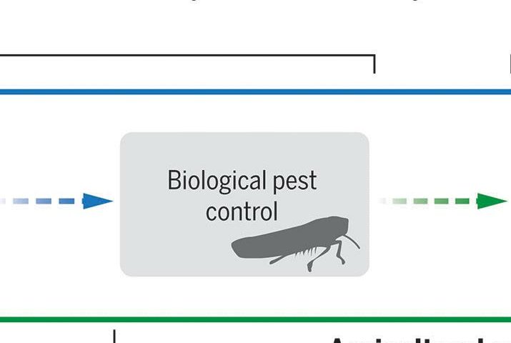 生態系破壞的經濟影響：替代生物害蟲防治的成本|科學