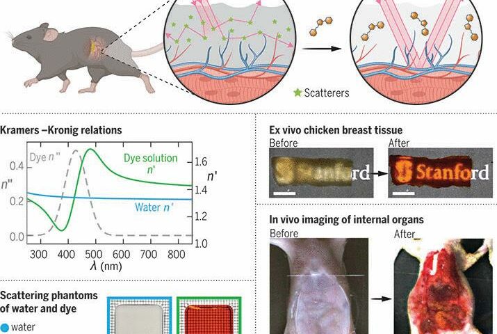 利用吸收分子實現活體動物的光學透明性科學