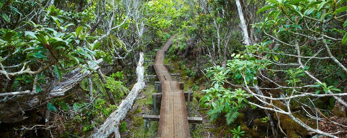 根據夏威夷當地的說法，以下是如何在夏威夷徒步旅行