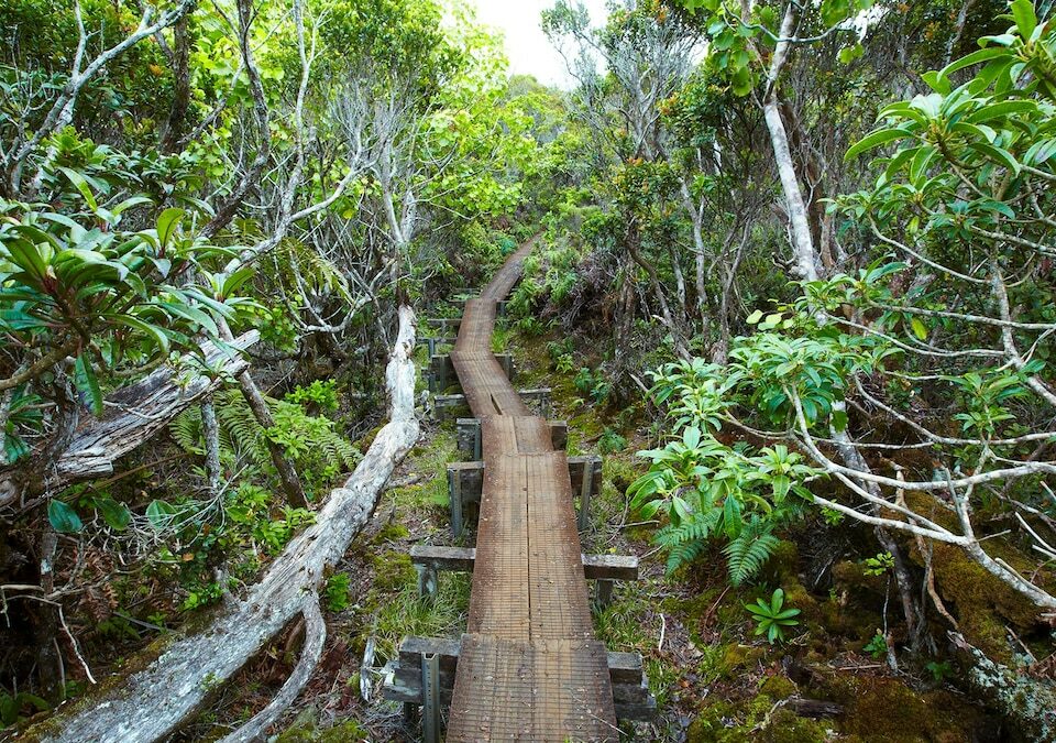 根據夏威夷當地的說法，以下是如何在夏威夷徒步旅行