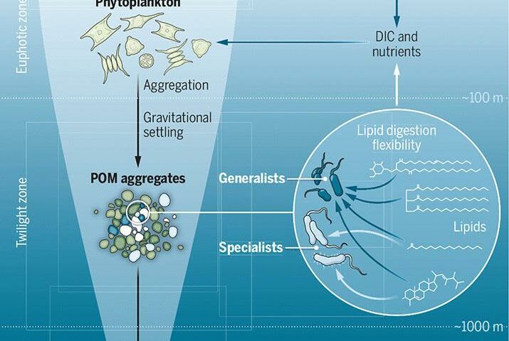 深入研究海洋需求科學