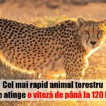 控制快速動物 terestru：Poate atinge o viteză de aproape 120 公里